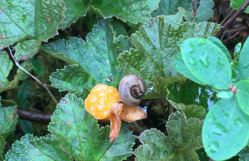 cloudberries-are-the-real-gold-of-lapland-out-in-the-nature