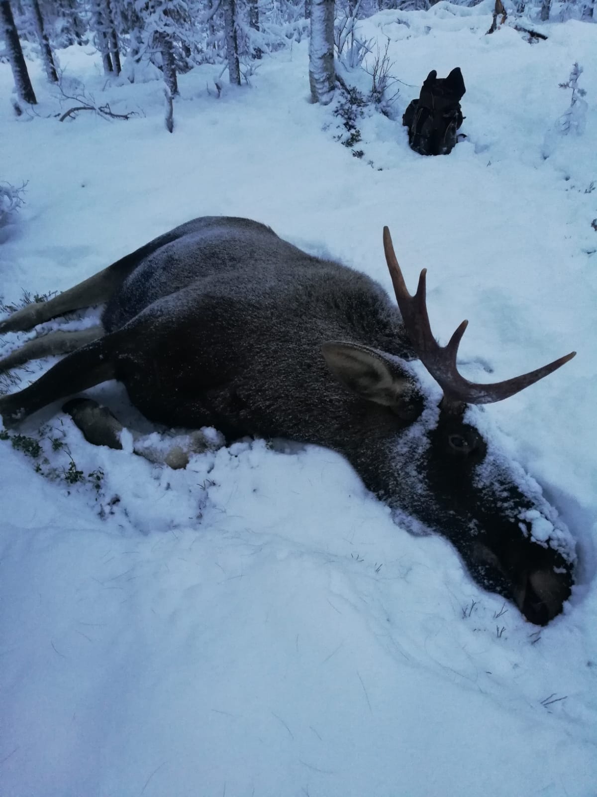 All You Need To Know About Moose Hunting In Finland - Out In The Nature