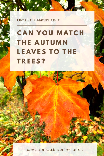 Can you match autumn leaves to the trees