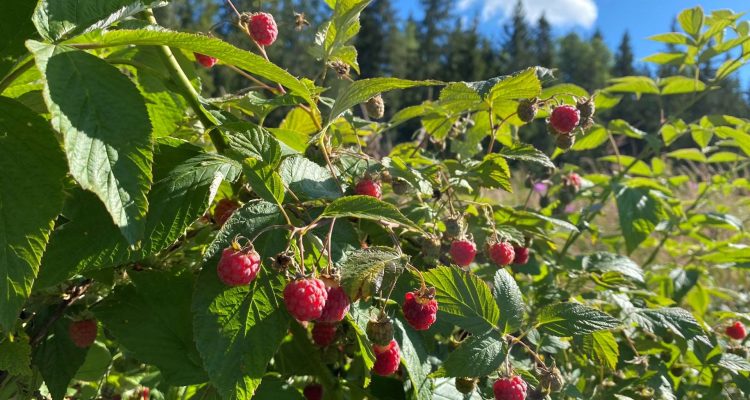 Food From The Nature Yummy Wild Raspberries