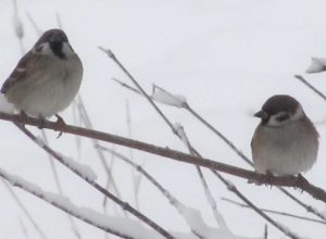 Winter birds in Finland