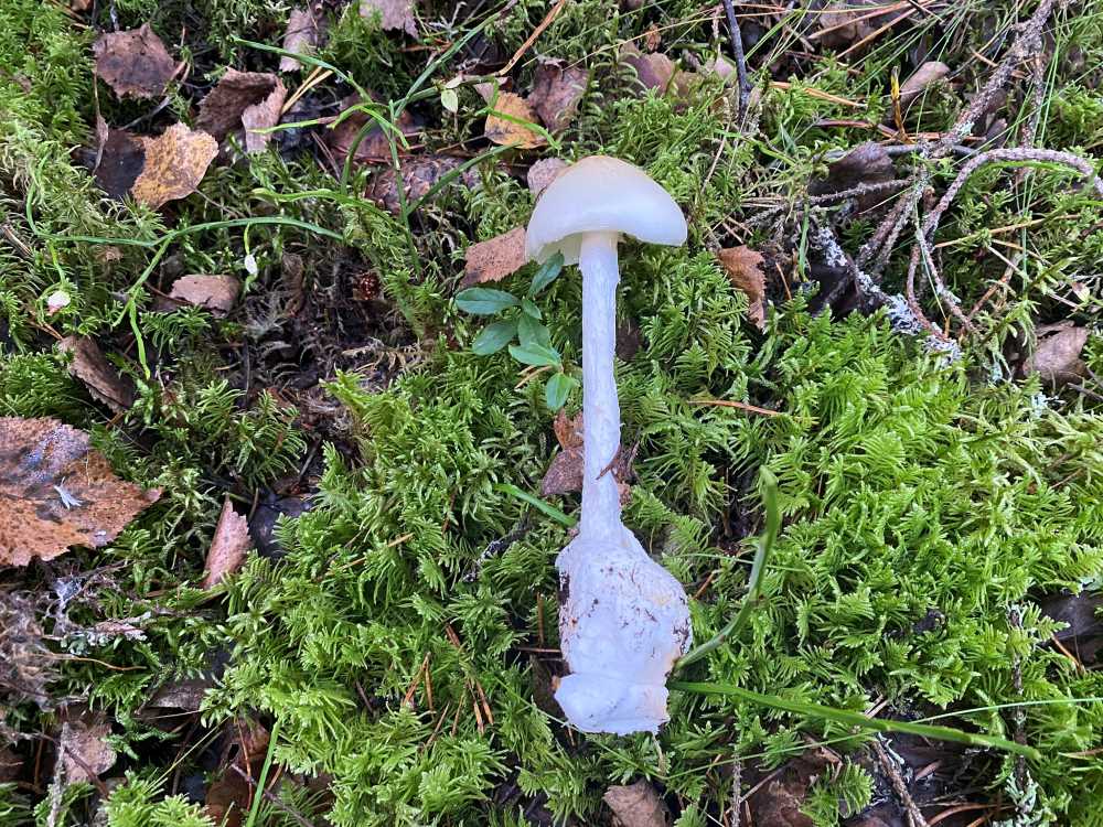 Destroying angel, the deadliest mushroom in Finland