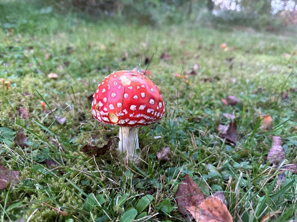 Fly agaric