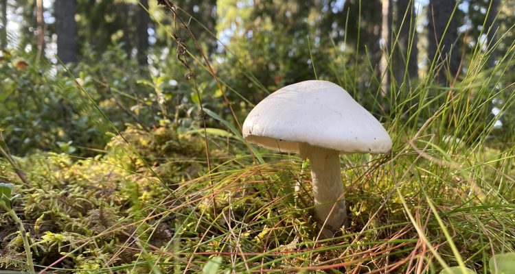 Watch out for these deadliest mushrooms in Finland