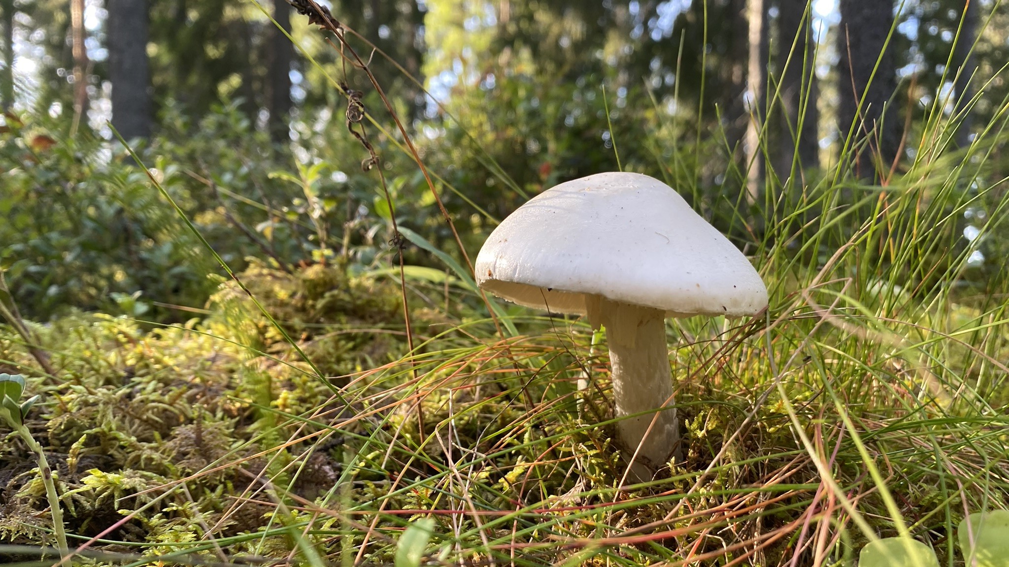 Watch out for these deadliest mushrooms in Finland