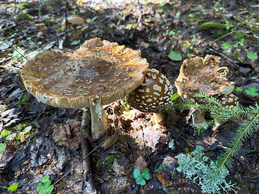 Brown fly agaric