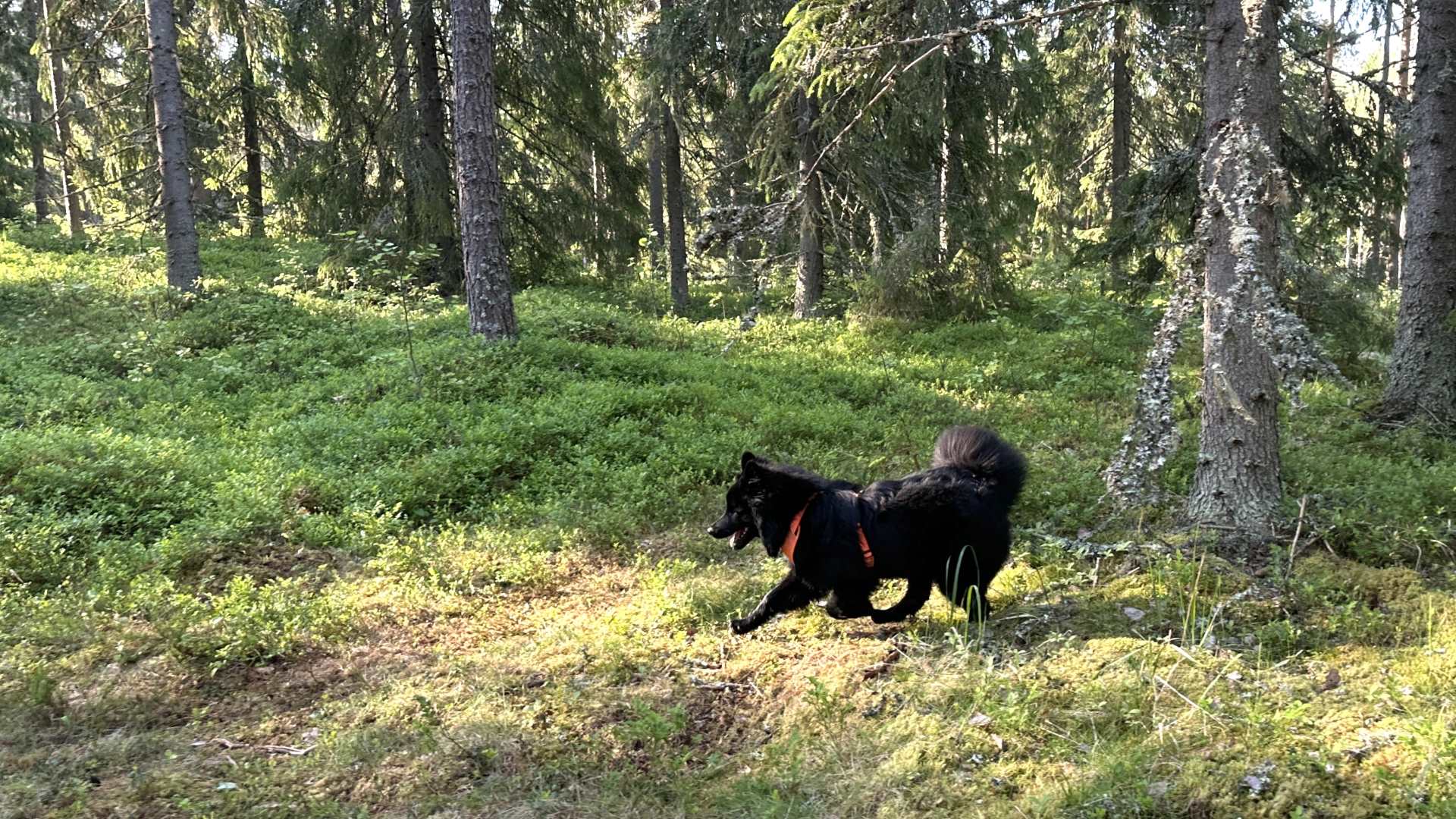 Someron Koirametsä dog forest: Where dogs and nature meet