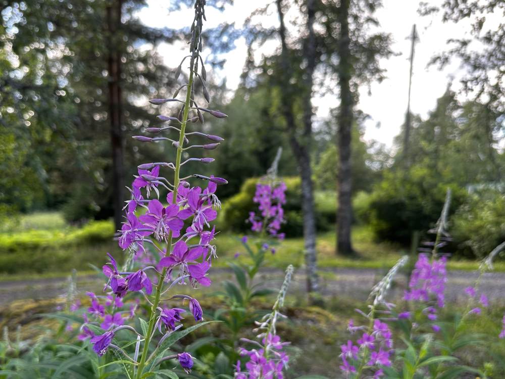 Fireweed maitohorsma is native species in Finland