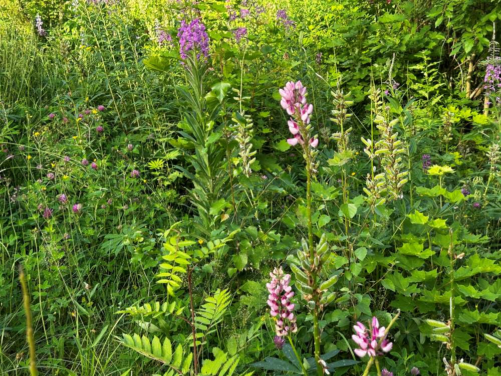 Large-leaved lupine taking over fireweed