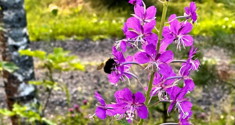 Why fireweed is better than large-leaved lupine in Finland