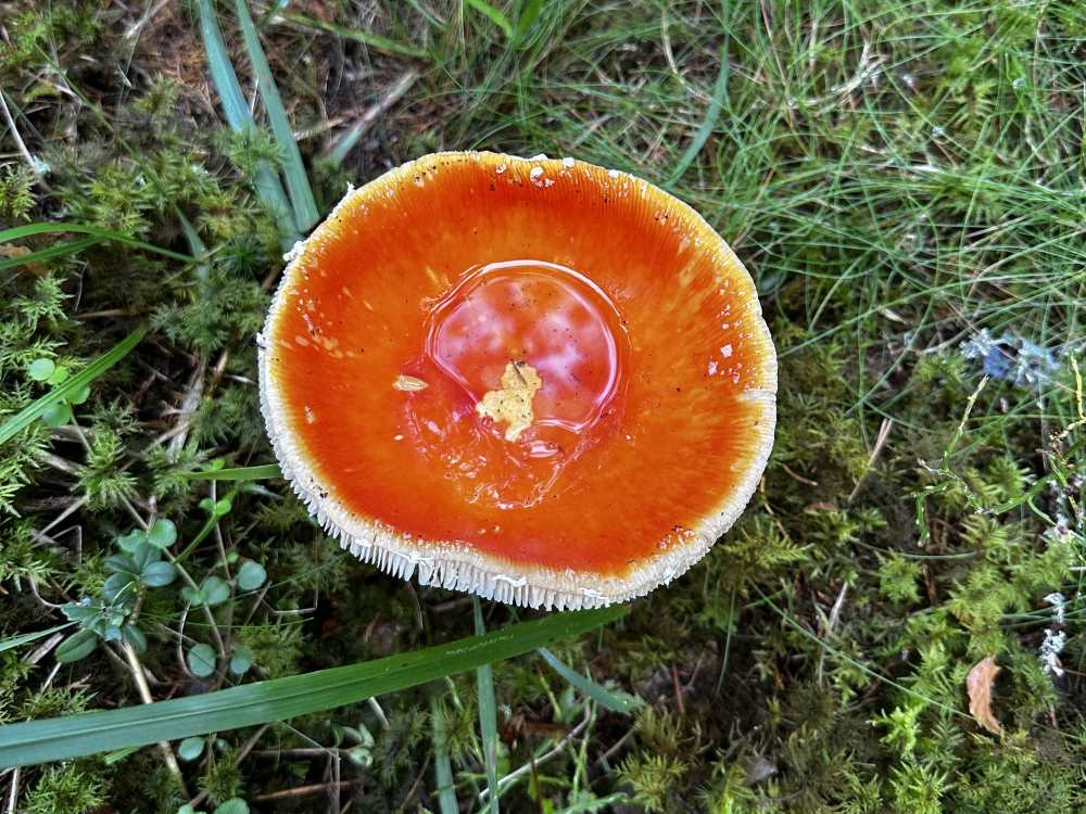 Fly agaric