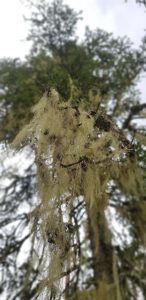 Beard lichen naava